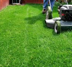 The Cleaners Home & Garden - Firma Curatenie Olt