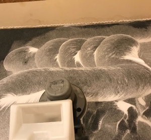 MyClean - Firma Curatenie Bihor